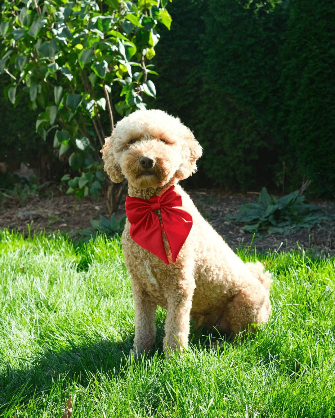 Wander! Collar Bow Cherry - FURRY MUSE WAN - BOW - S - RD