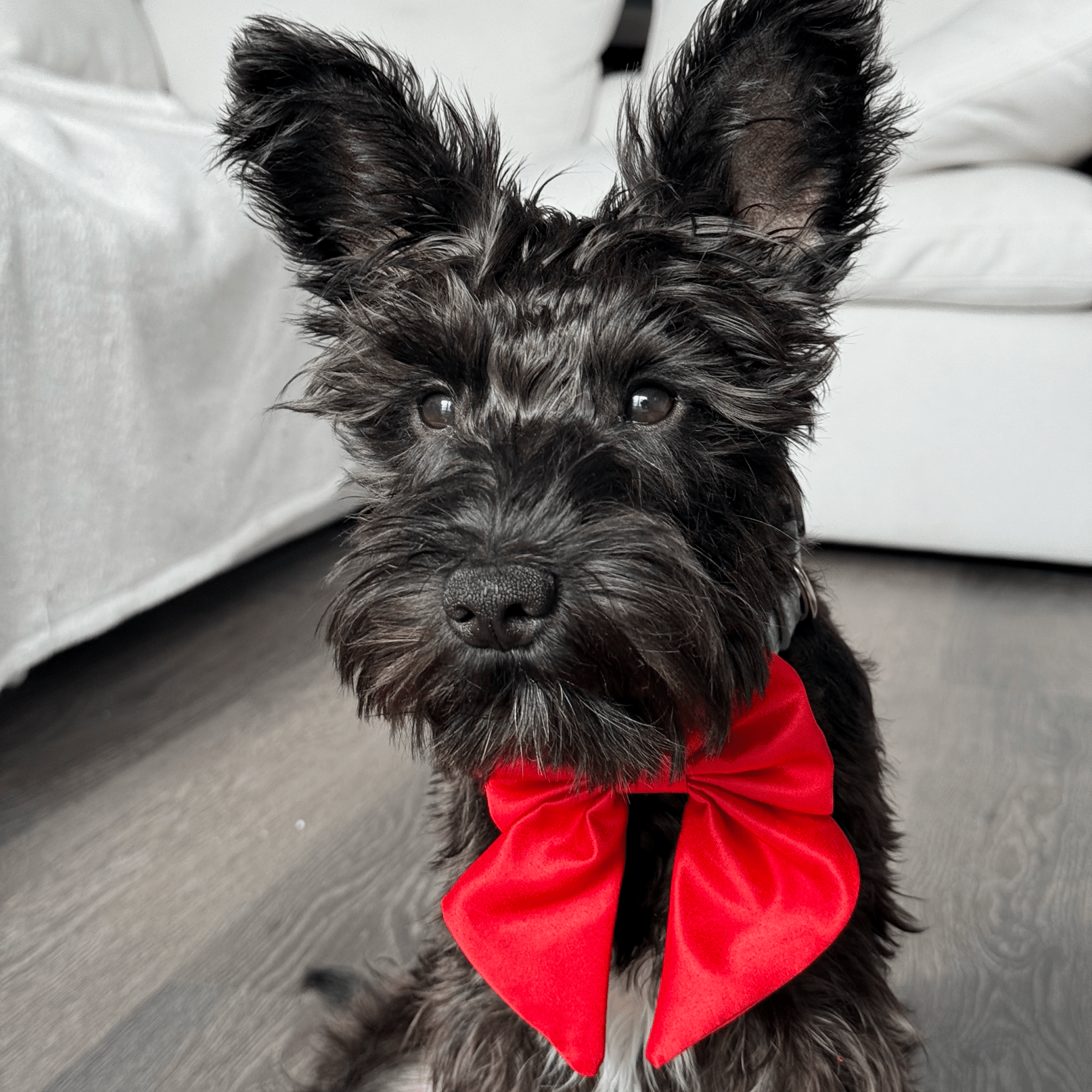 Wander! Collar Bow Cherry - FURRY MUSE WAN - BOW - S - RD