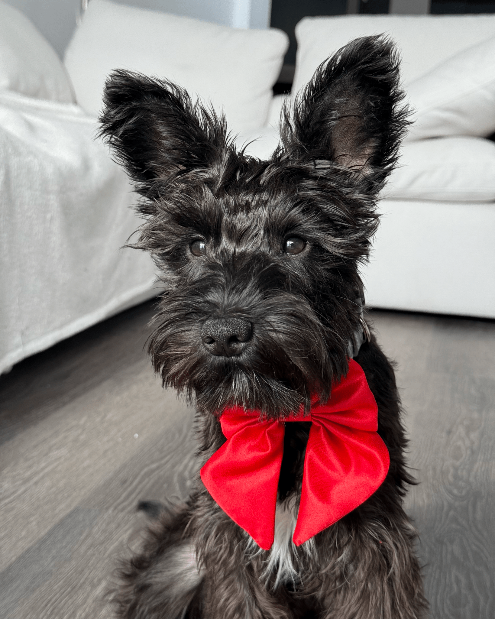 Wander! Collar Bow Cherry - FURRY MUSE WAN - BOW - S - RD