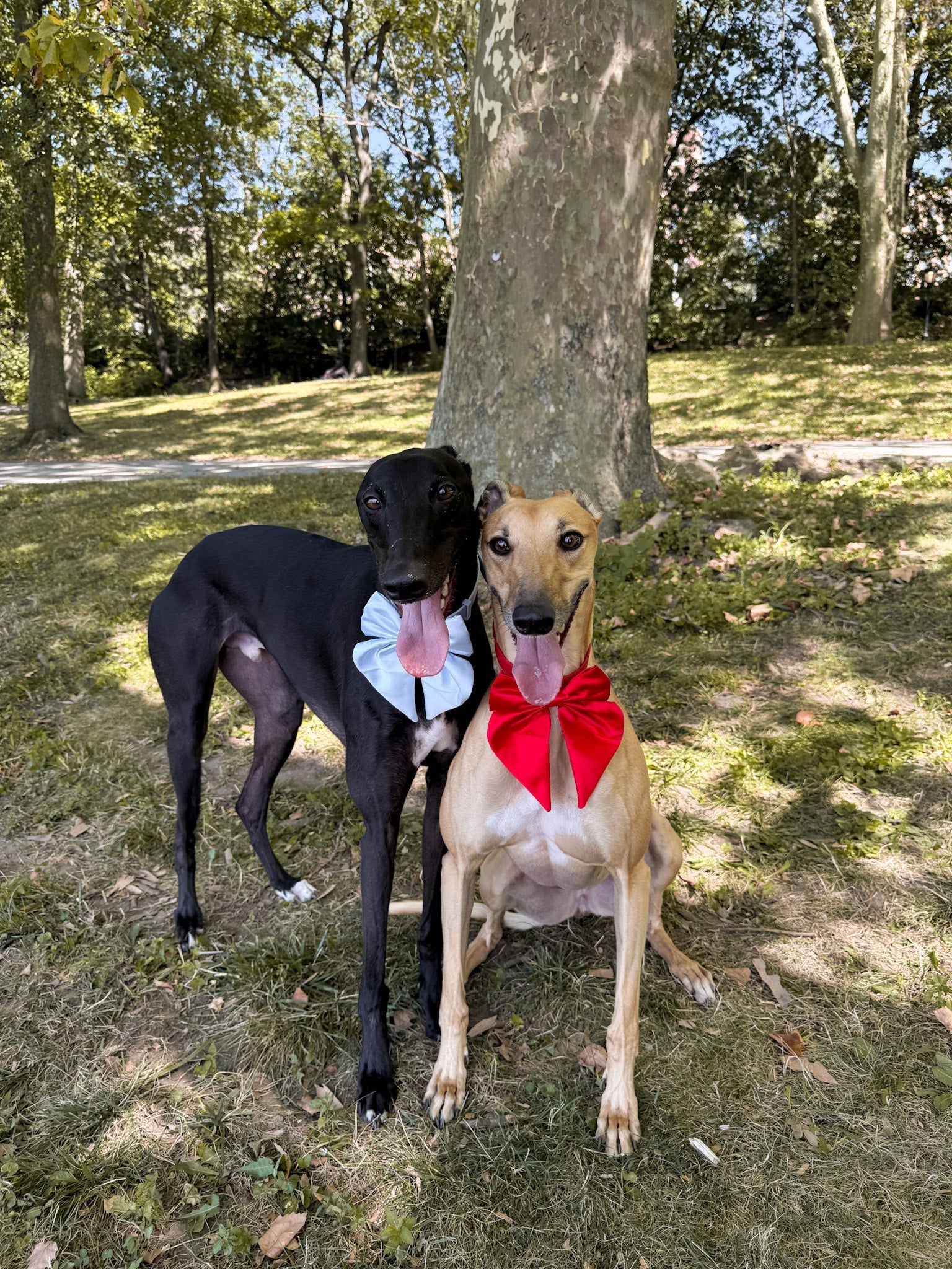 Wander! Collar Bow Sky - FURRY MUSE WAN - BOW - S - BL