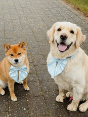 Wander! Collar Bow Sky - FURRY MUSE WAN - BOW - S - BL