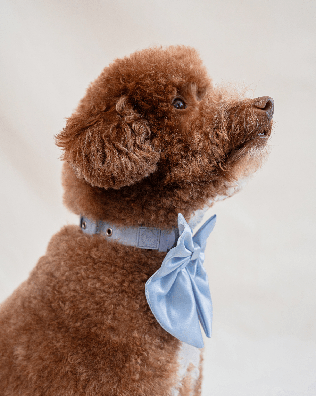 Wander! Collar Bow Sky - FURRY MUSE WAN - BOW - S - BL