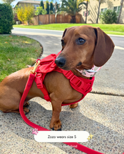 Wander! Collar Kit - Blossom Gingham - FURRY MUSE WAN-CKIT-S-6FT-PNP