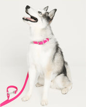 Wander! Collar Kit - Bubblegum - FURRY MUSE WAN-CKIT-S-MA
