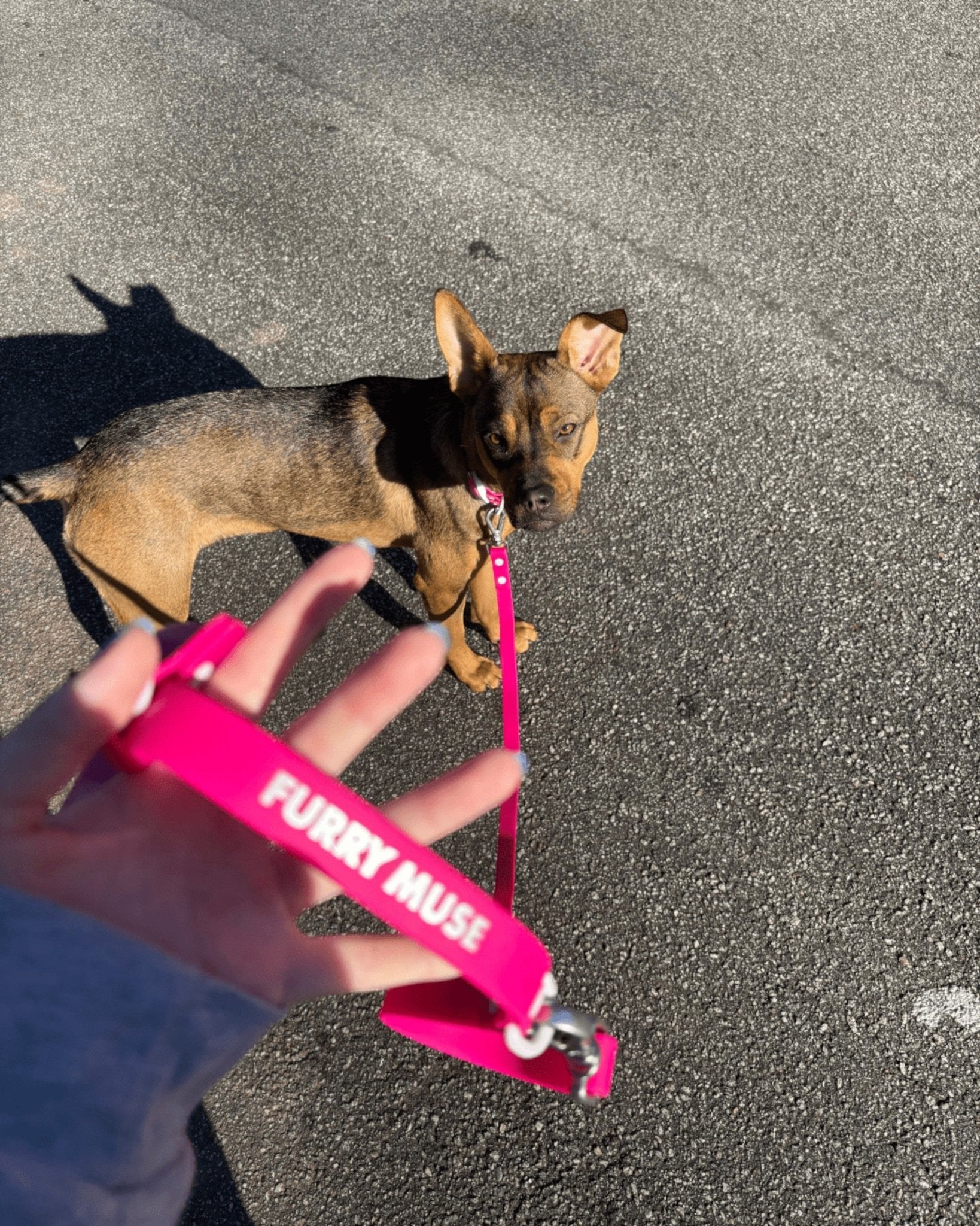 Wander! Collar Kit - Bubblegum - FURRY MUSE WAN-CKIT-S-MA