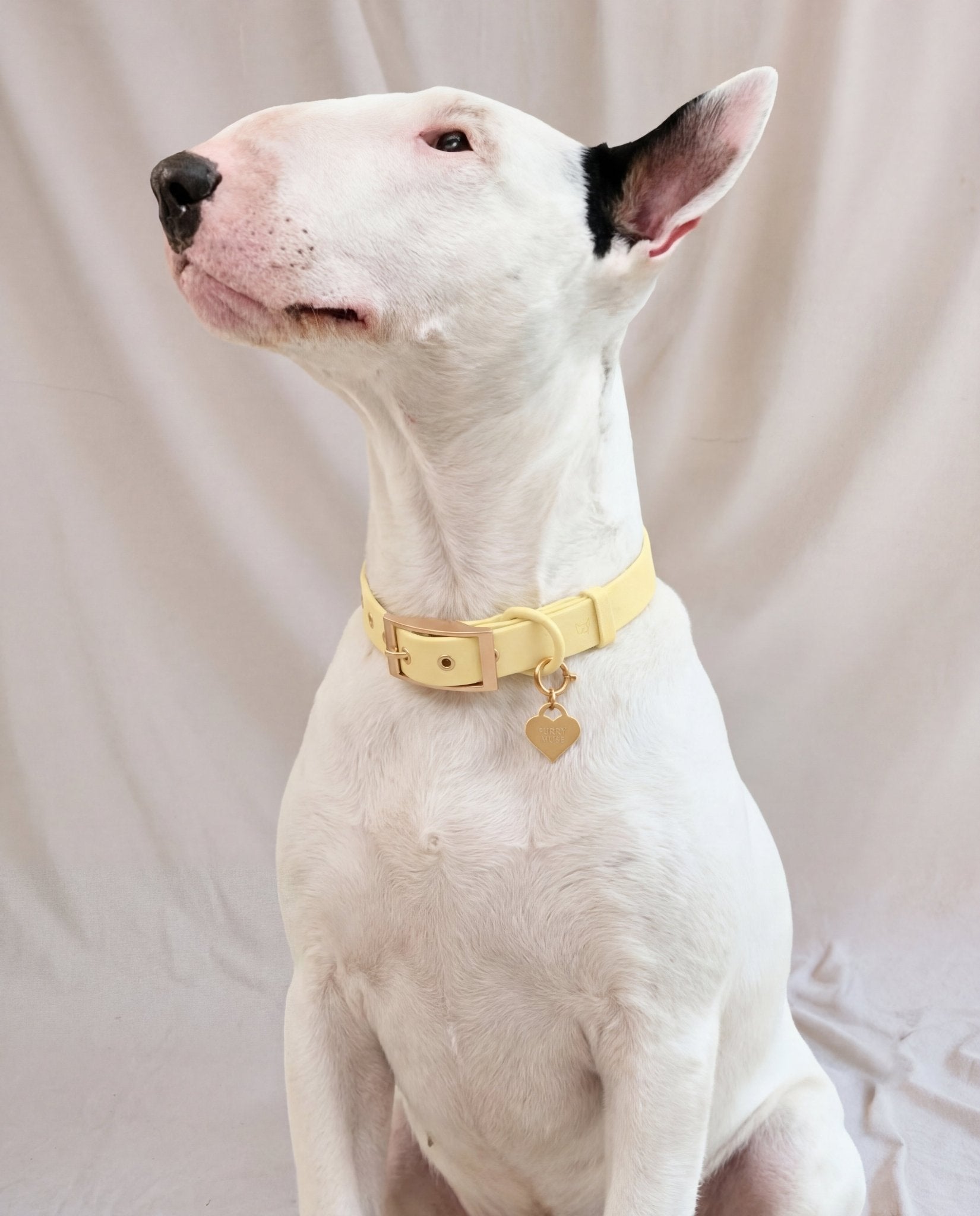 Wander! Collar Kit - Buttercream - FURRY MUSE WAN-CKIT-S-6FT-YL