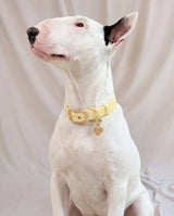 Wander! Collar 2.0 - Buttercream