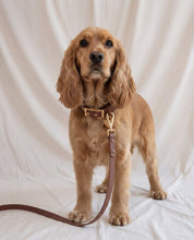 Wander! Collar Kit - Cocoa - FURRY MUSE WAN-CKIT-S-6FT-BR