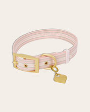 Wander! Collar Kit - Lemonade Stripe - FURRY MUSE WAN-CKIT-S-YPN-6FT-GO