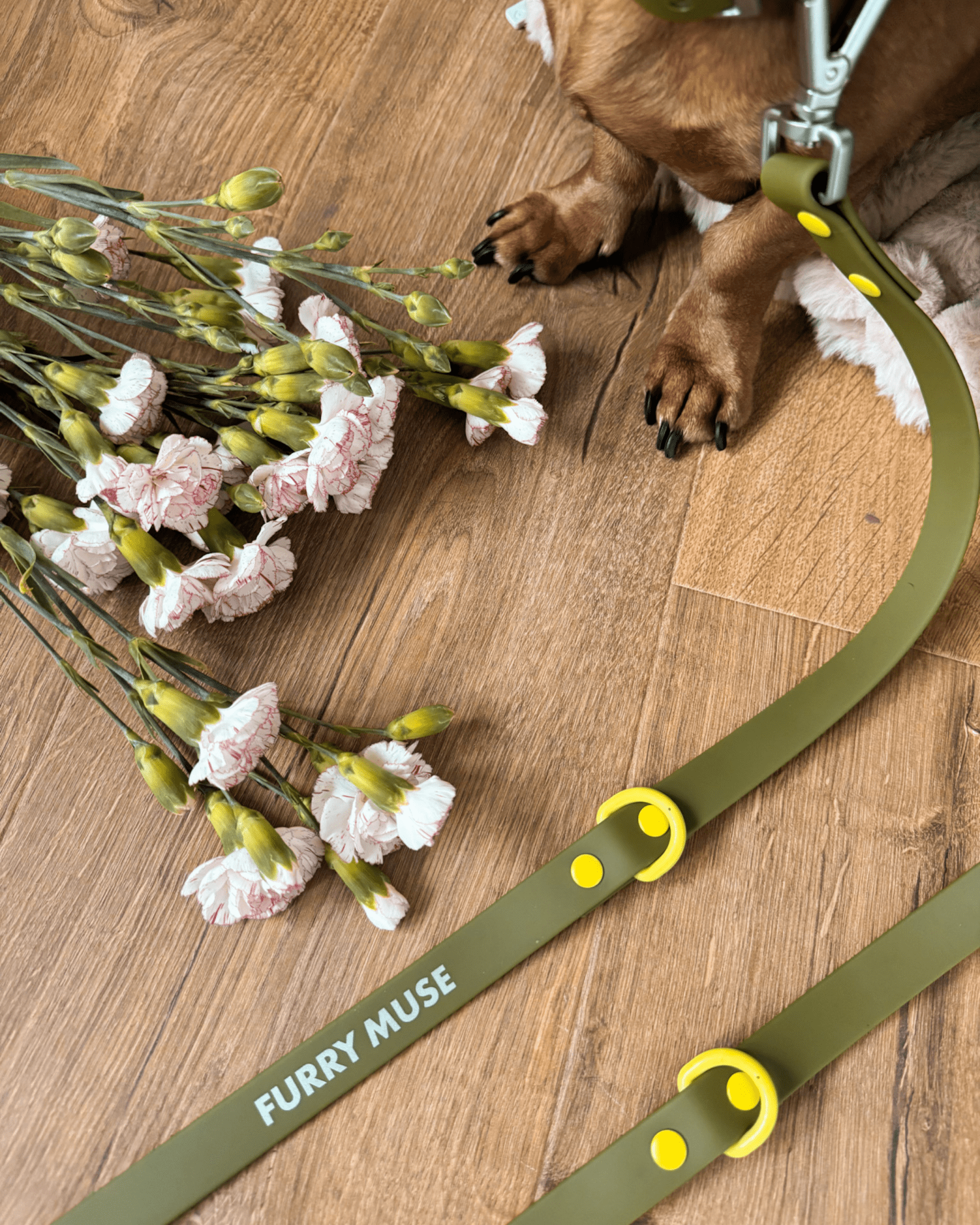 Wander! Collar & Leash Kit Martini - FURRY MUSE WAN - CKIT - S - OL