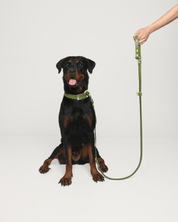 Wander! Collar & Leash Kit Martini - FURRY MUSE WAN - CKIT - S - OL