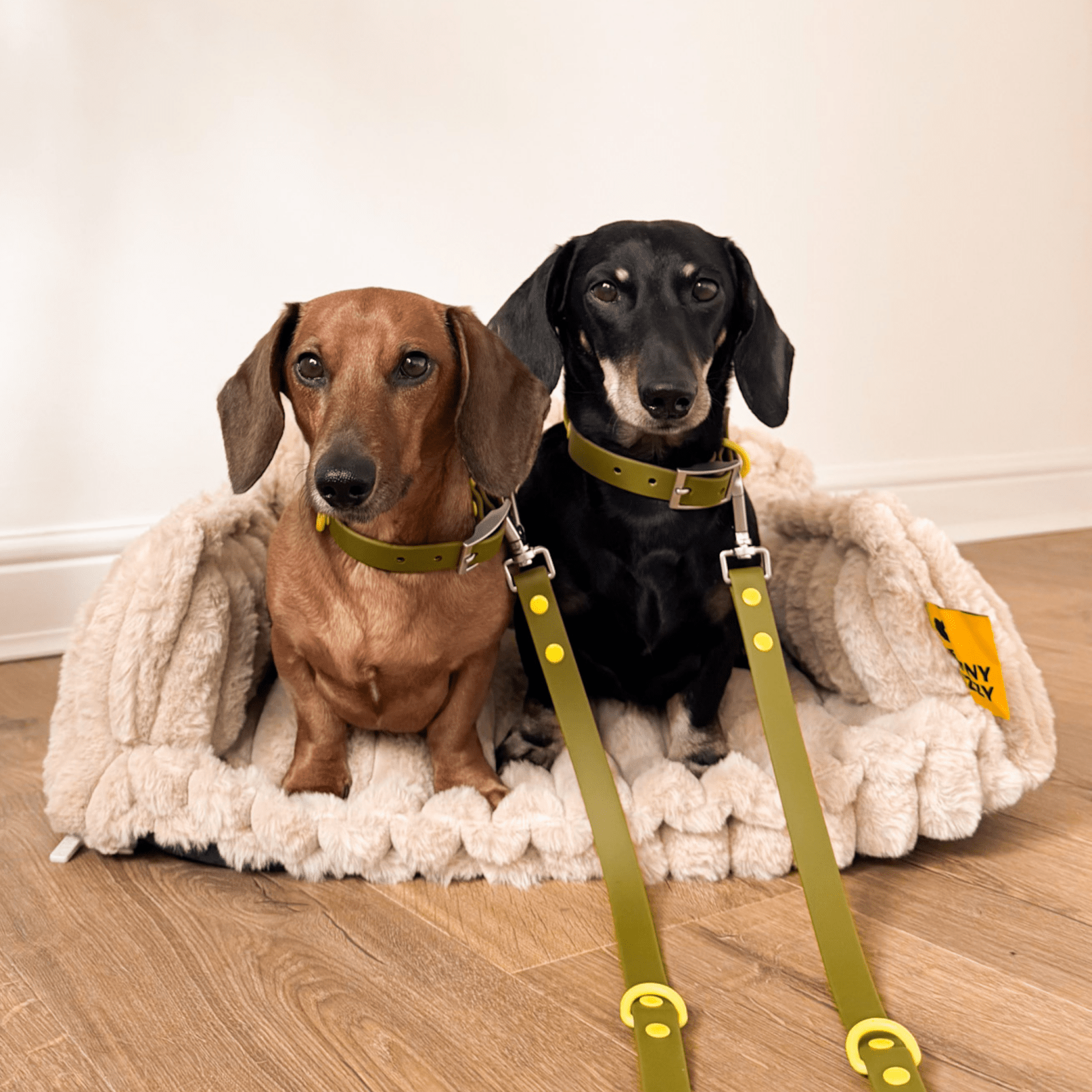 Wander! Collar & Leash Kit Martini - FURRY MUSE WAN - CKIT - S - OL