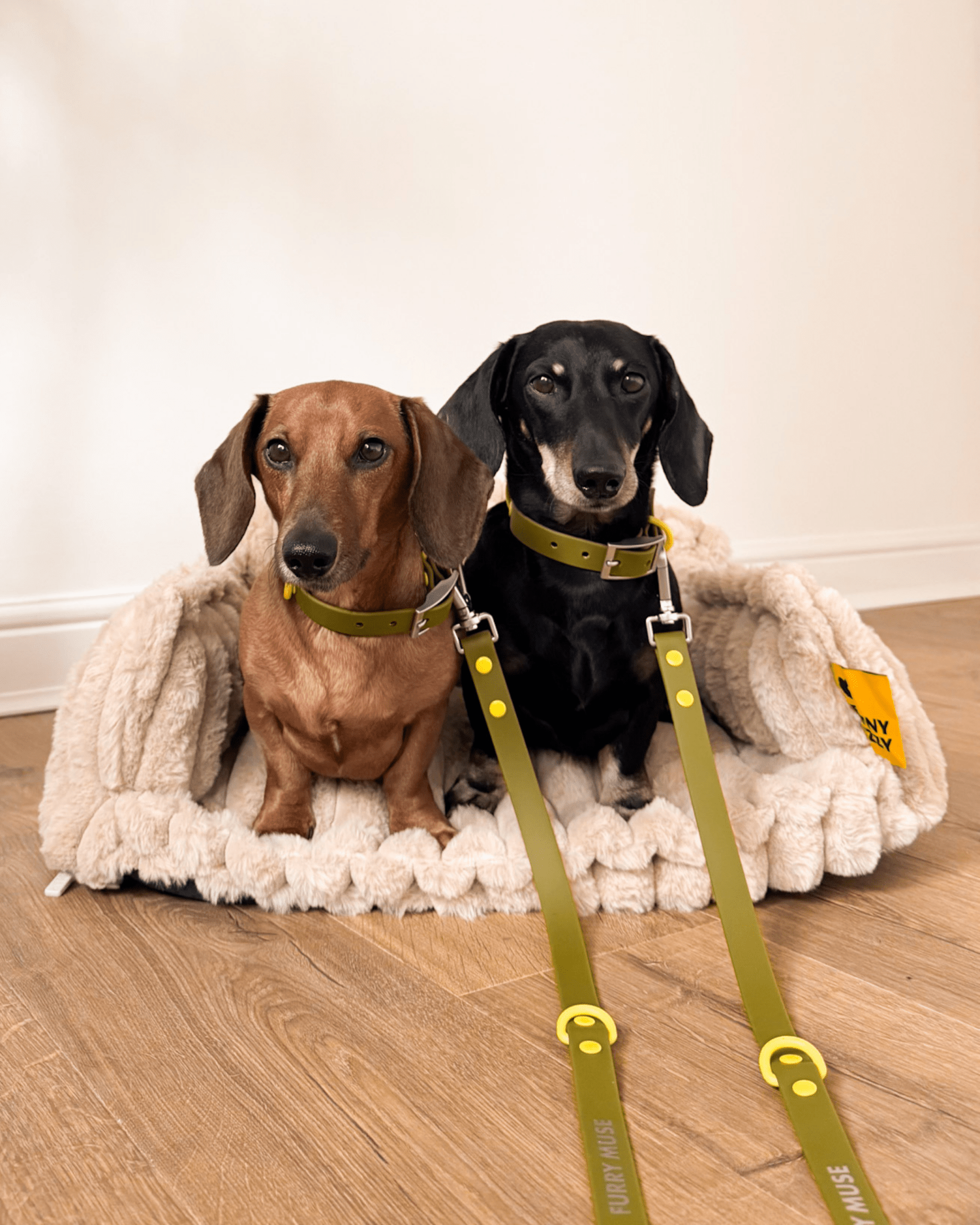 Wander! Collar & Leash Kit Martini - FURRY MUSE WAN - CKIT - S - OL