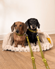 Wander! Collar & Leash Kit Martini - FURRY MUSE WAN - CKIT - S - OL