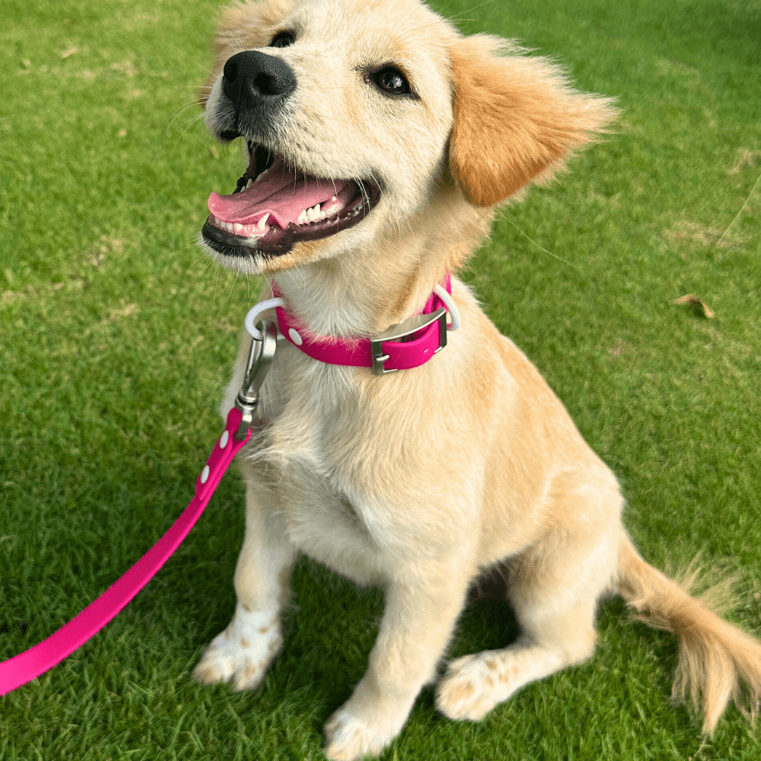 Wander! Collar & Leash Kit Petunia - FURRY MUSE WAN - CKIT - S - MA