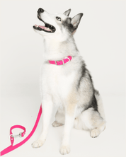 Wander! Collar & Leash Kit Petunia - FURRY MUSE WAN - CKIT - S - MA