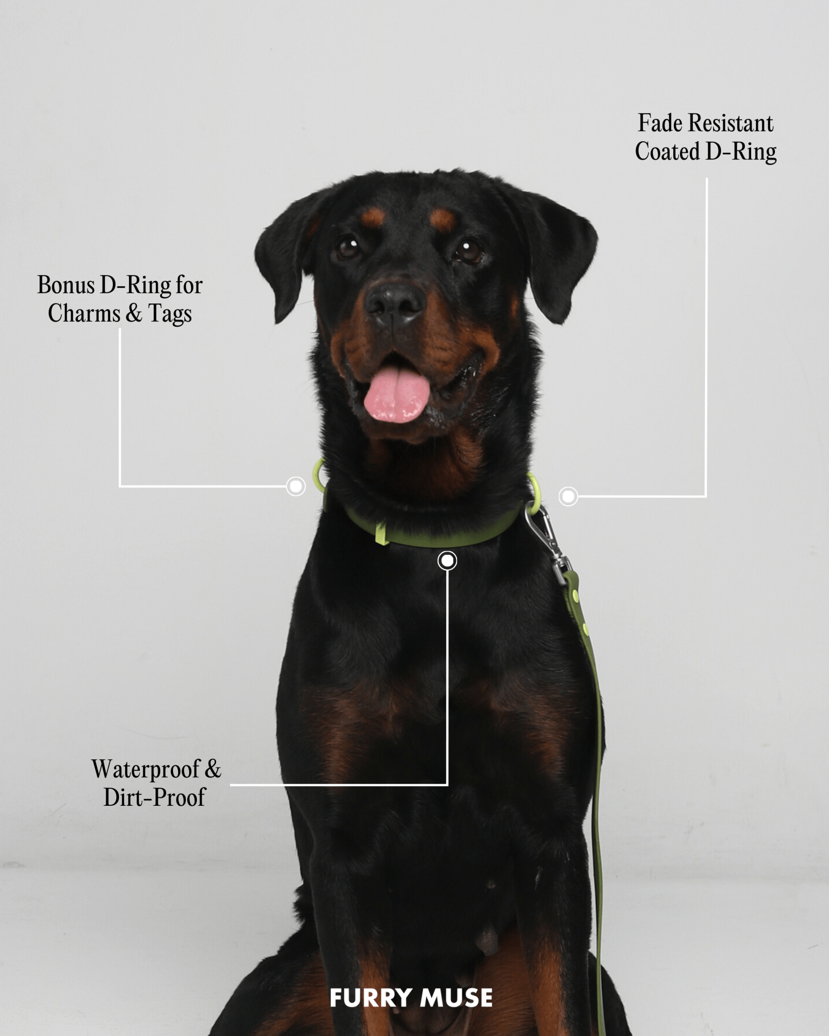 Wander! Collar & Leash Kit Petunia - FURRY MUSE WAN - CKIT - S - MA