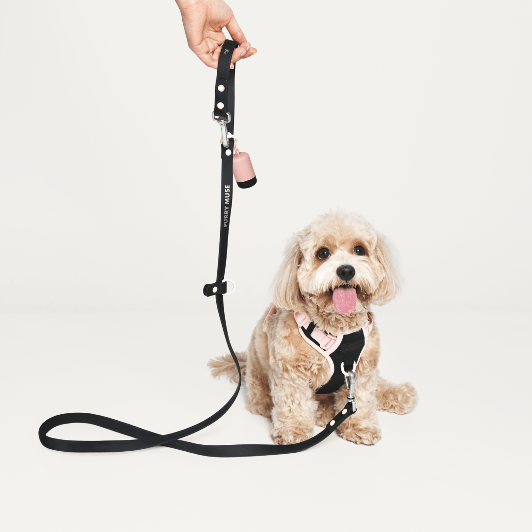 Wander! Collar, Leash, & Poop Pouch Kit Ballerina - FURRY MUSE WAN - CKIT - S - BK