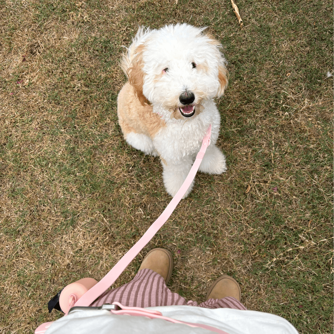 Wander! Collar, Leash, & Poop Pouch Kit Blossom - FURRY MUSE WAN - CKIT - S - PN