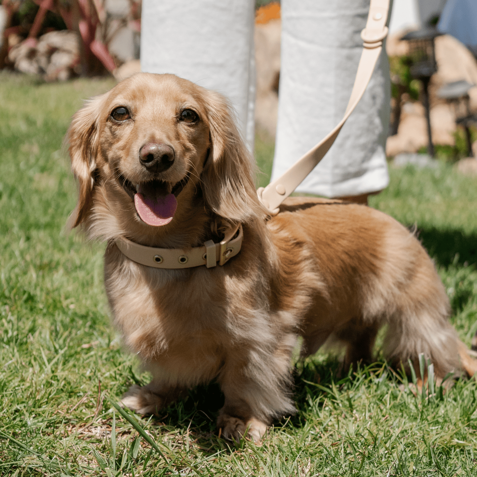 Wander! Collar, Leash, & Poop Pouch Kit Latte - FURRY MUSE WAN - CKIT - S - BR