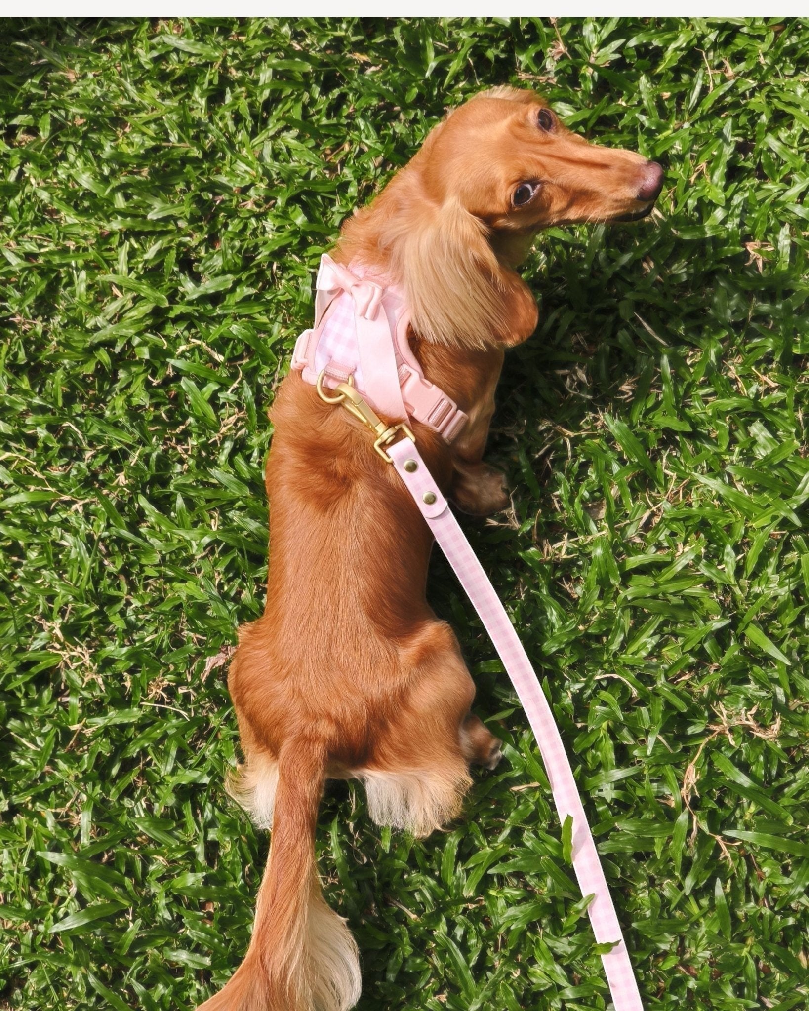Wander! Multiway Leash - Blossom Gingham - FURRY MUSE WAN-LEA-6FT-PNP