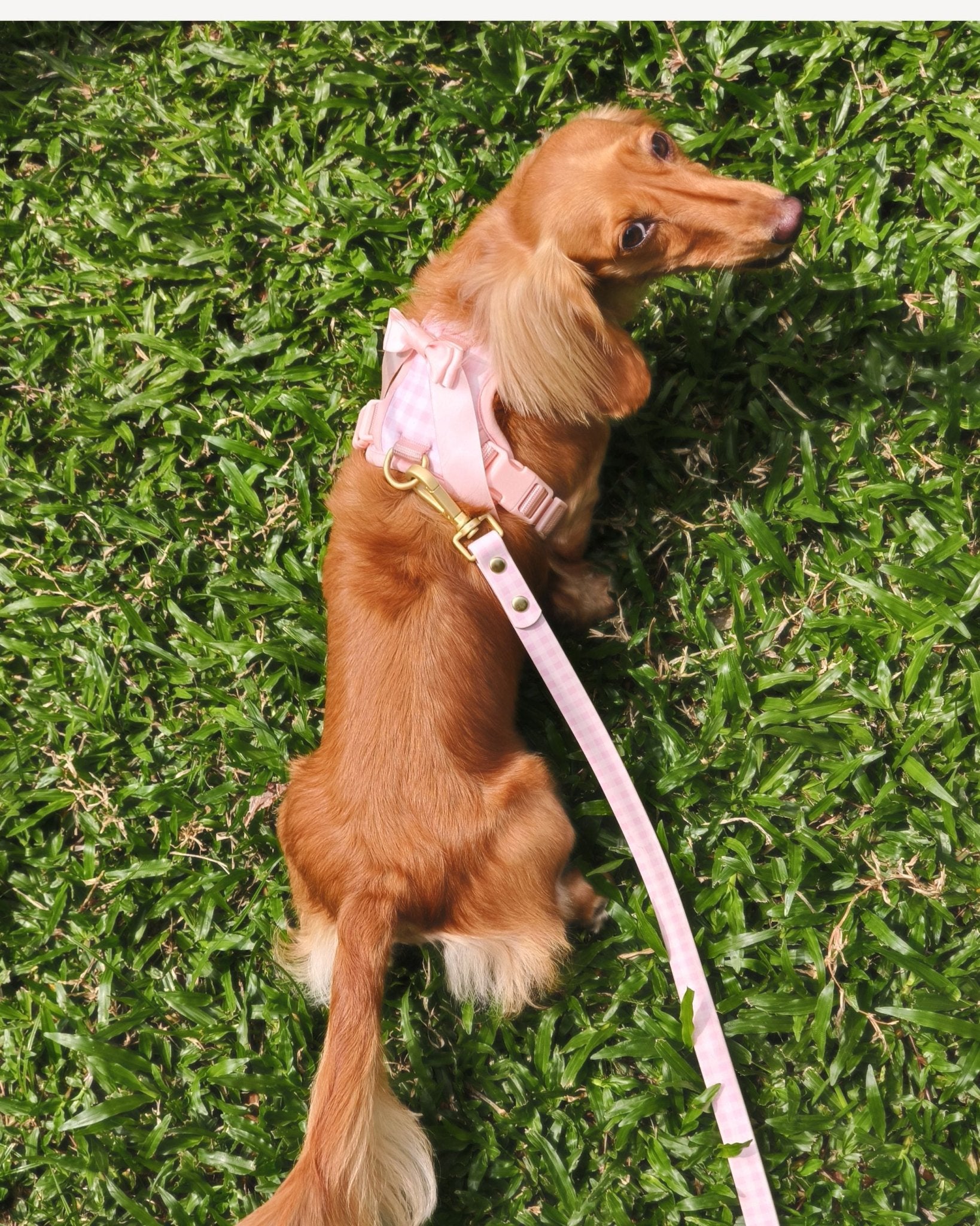 Wander! Multiway Leash - Blossom Gingham - FURRY MUSE WAN-LEA-6FT-PNP