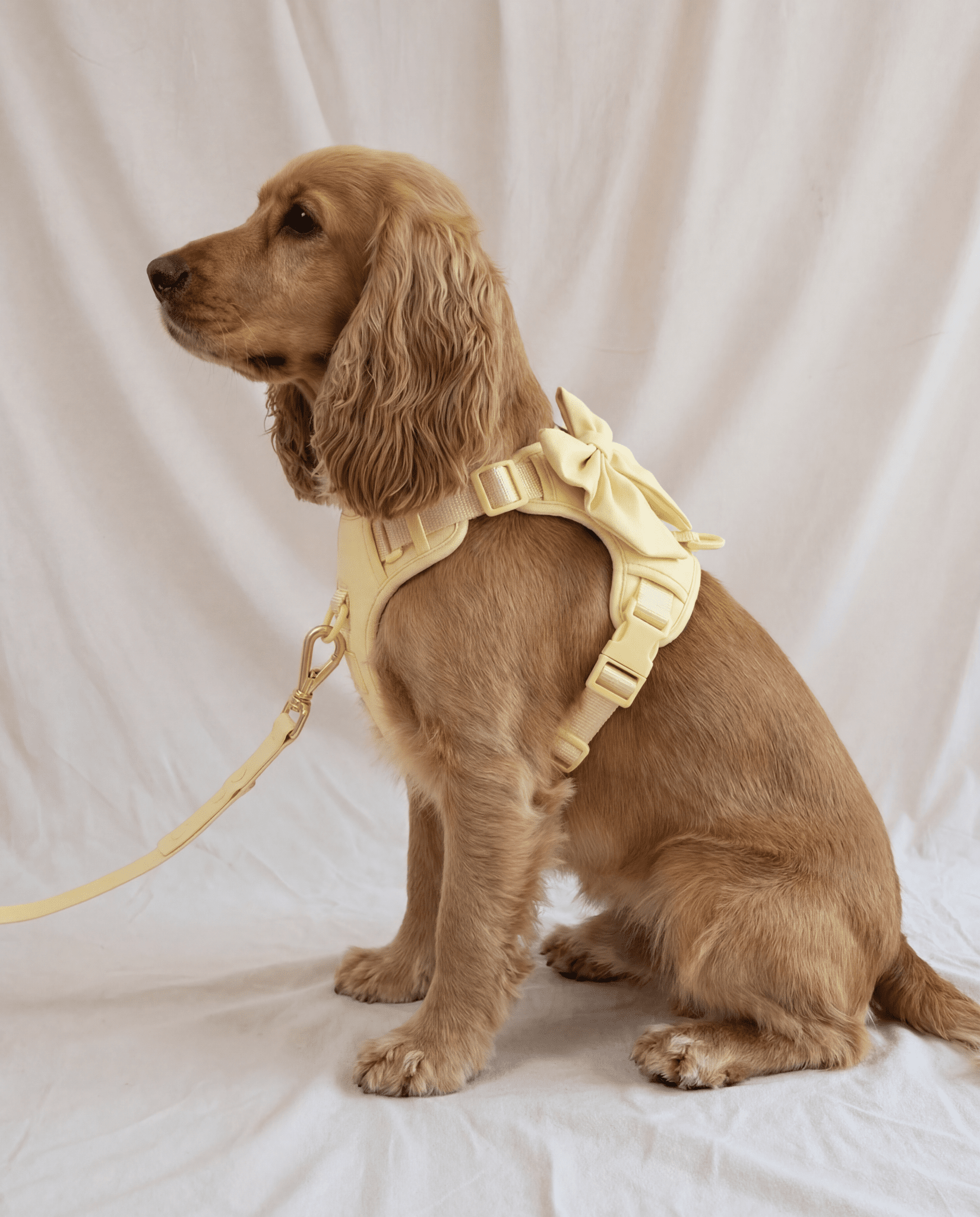 Wander! Multiway Leash - Buttercream - FURRY MUSE WAN-LEA-6FT-YL