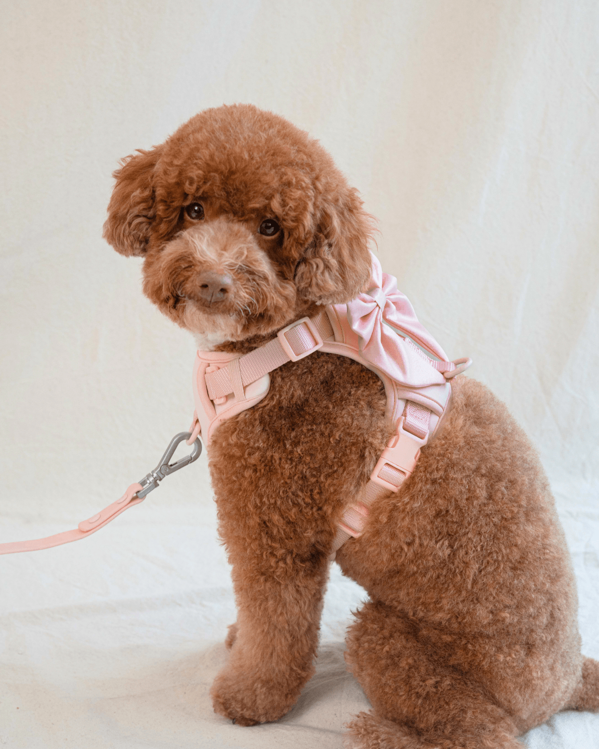 Wander! Multiway Waterproof Leash Blossom - FURRY MUSE WAN - LEA - S - PN