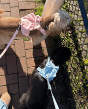 Wander! Multiway Waterproof Leash Blossom - FURRY MUSE WAN - LEA - S - PN