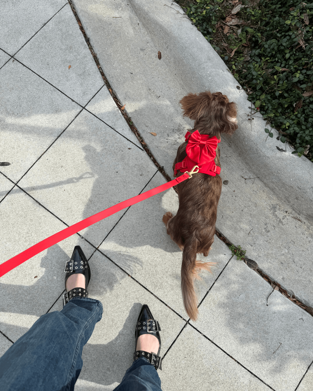 Wander! Multiway Waterproof Leash Cherry - FURRY MUSE WAN - LEA - S - RD