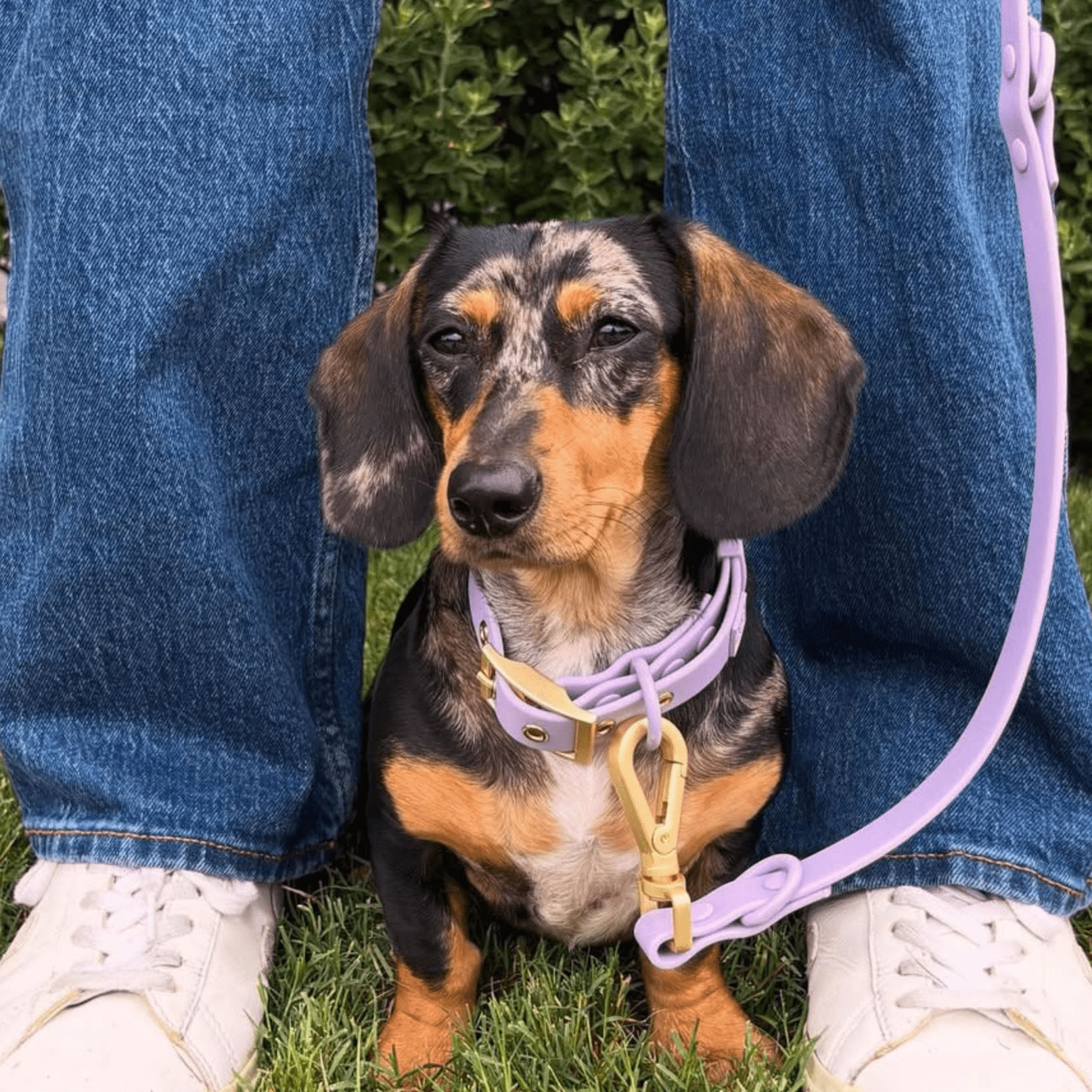 Wander! Multiway Waterproof Leash Lilac - FURRY MUSE WAN - LEA - OS - LI