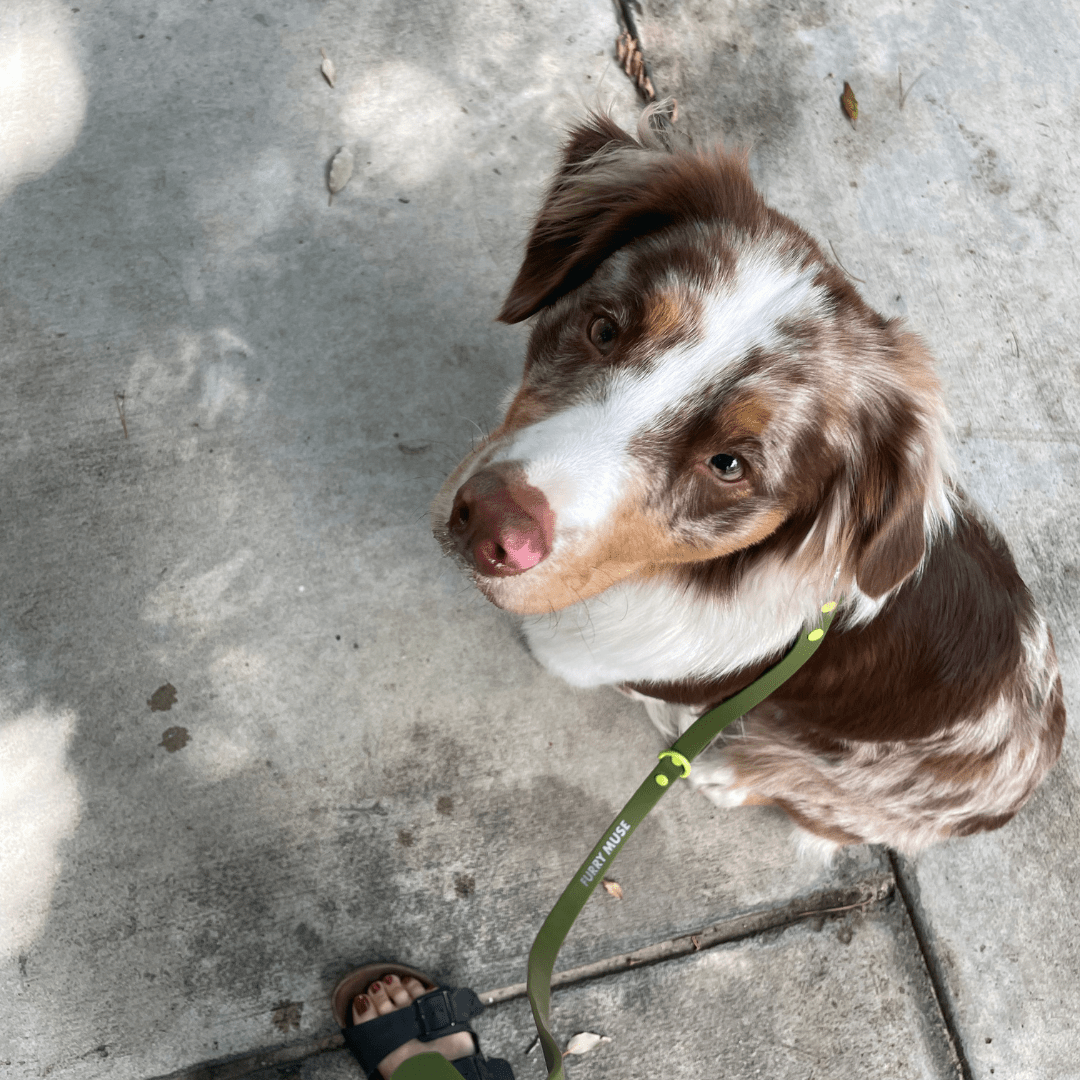 Wander! Multiway Waterproof Leash Martini - FURRY MUSE WAN - LEA - OS - OL