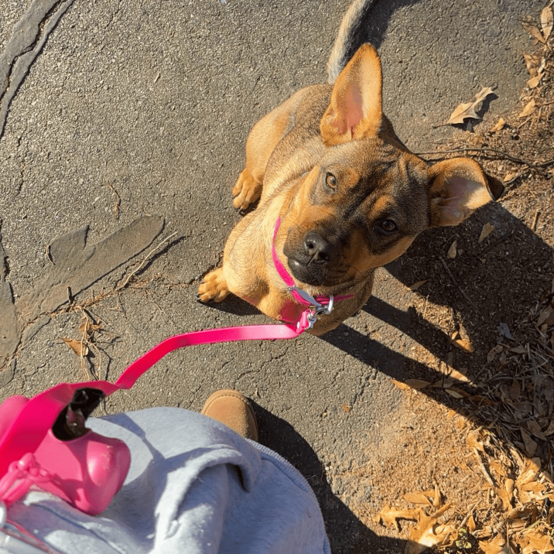 Wander! Multiway Waterproof Leash Petunia - FURRY MUSE WAN - LEA - OS - MA