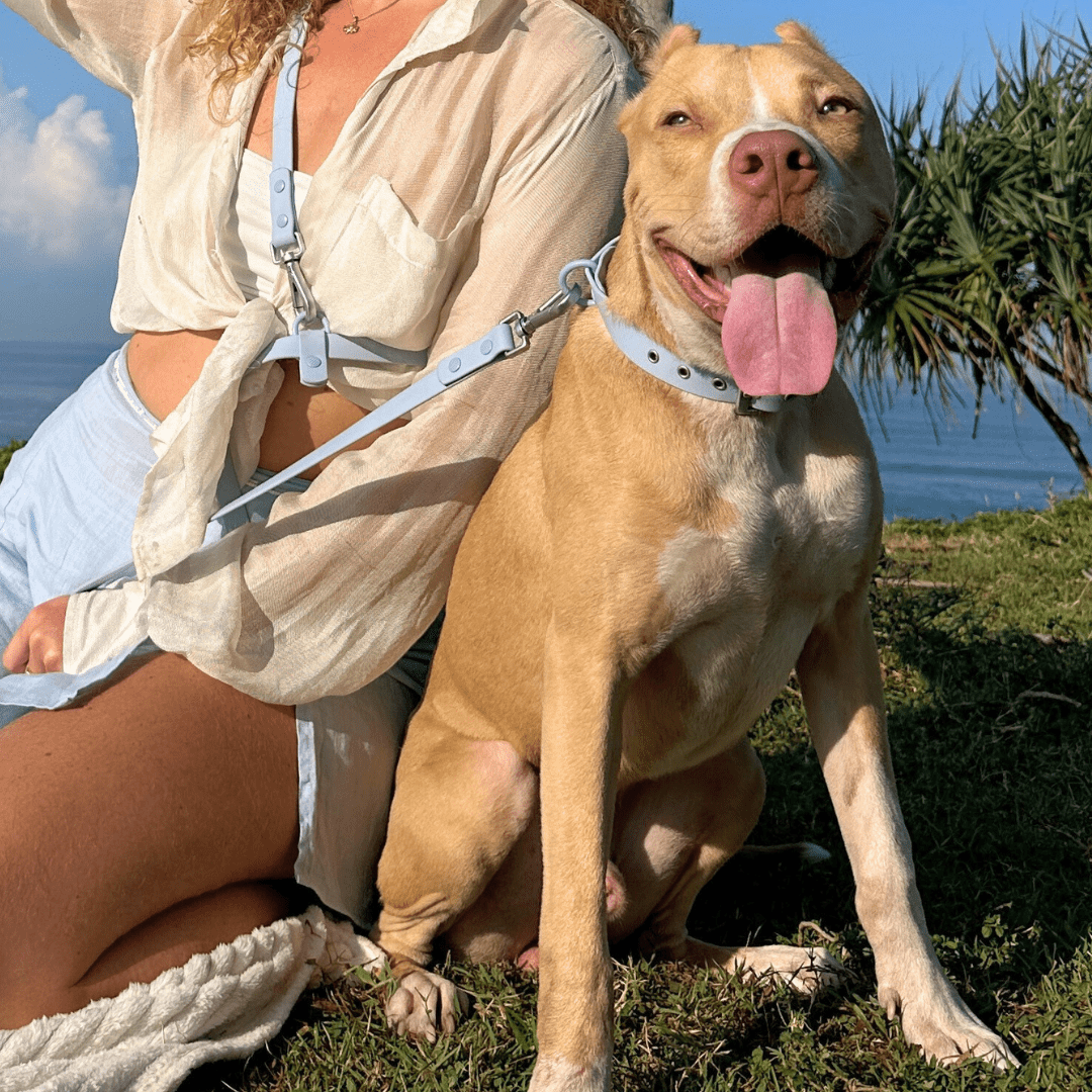 Wander! Multiway Waterproof Leash Sky - FURRY MUSE WAN - LEA - S - BL
