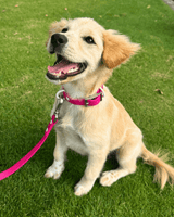 Wander! Waterproof Collar - Bubblegum