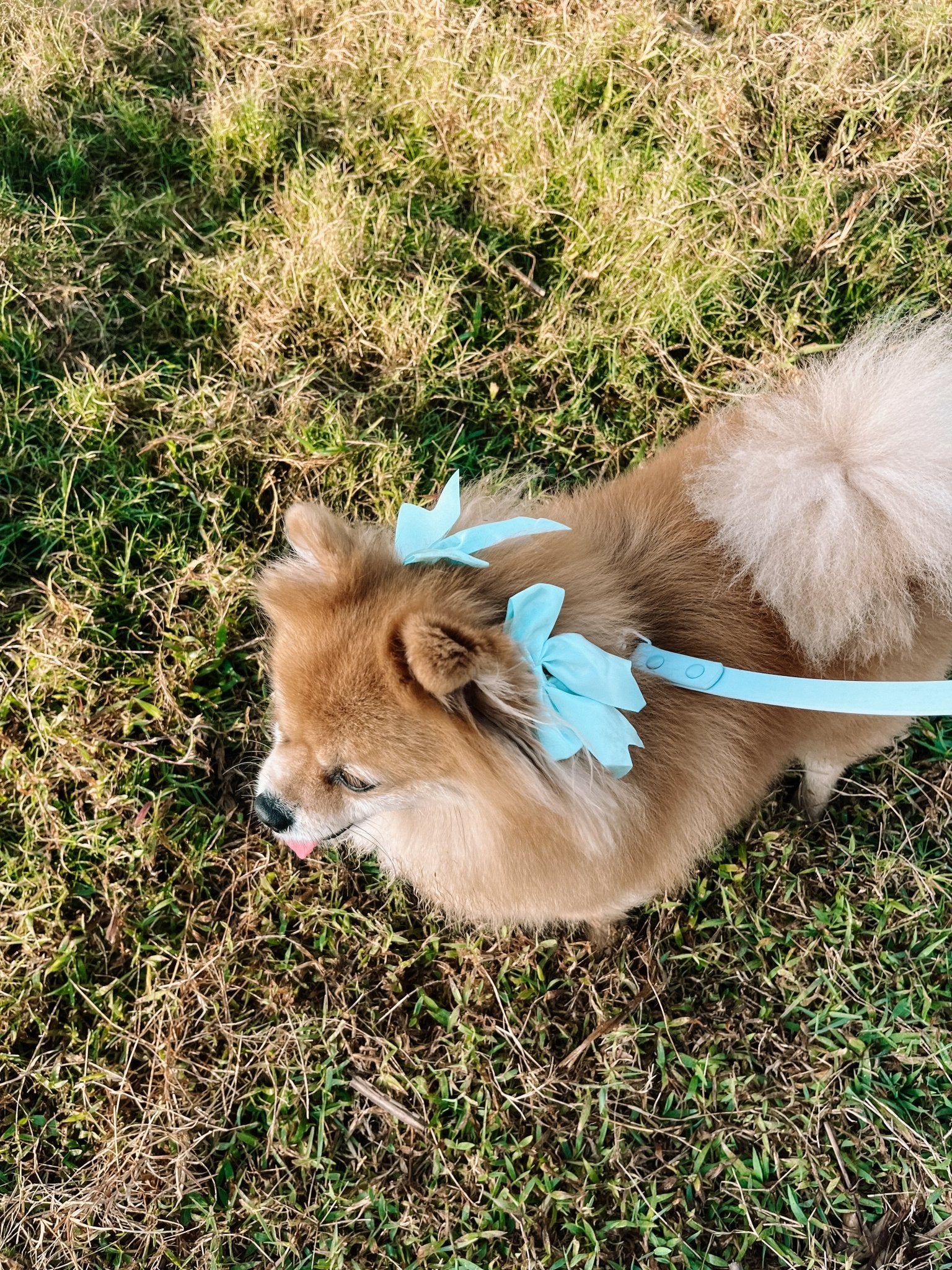 Wander! Sky Collar & Leash Kit - FURRY MUSE