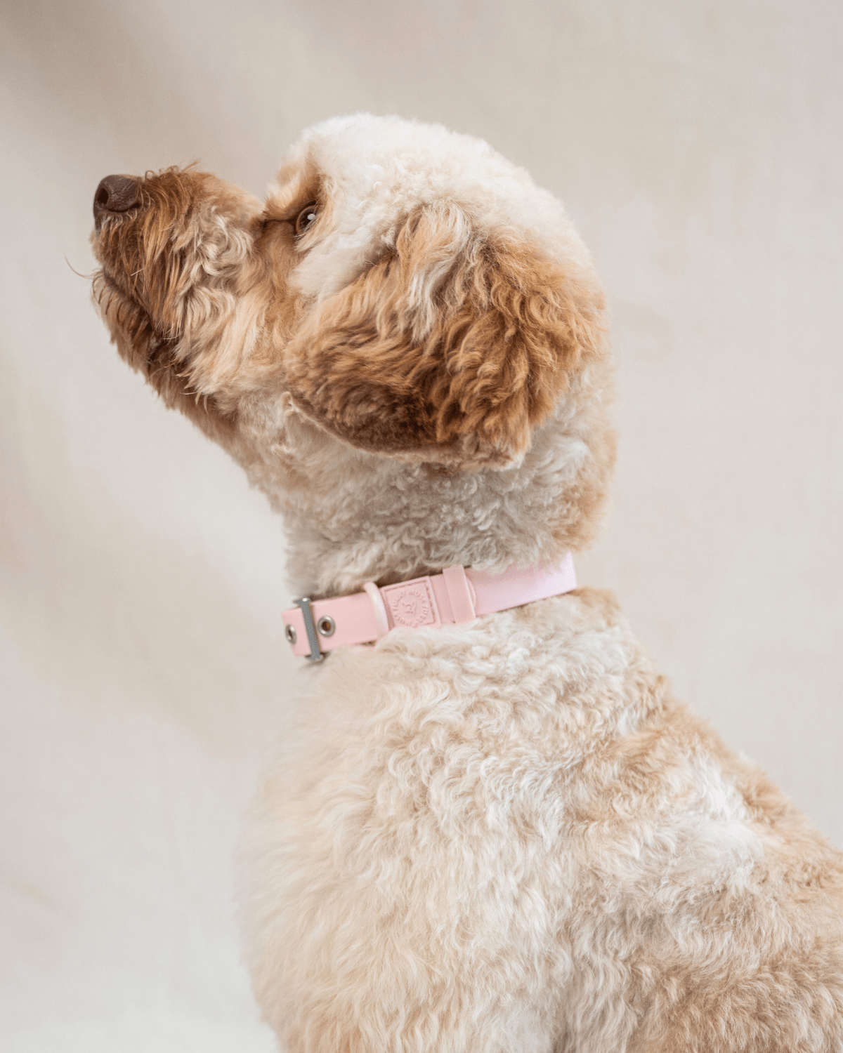 Wander! Waterproof Collar Blossom - FURRY MUSE WAN - COL - S - PN