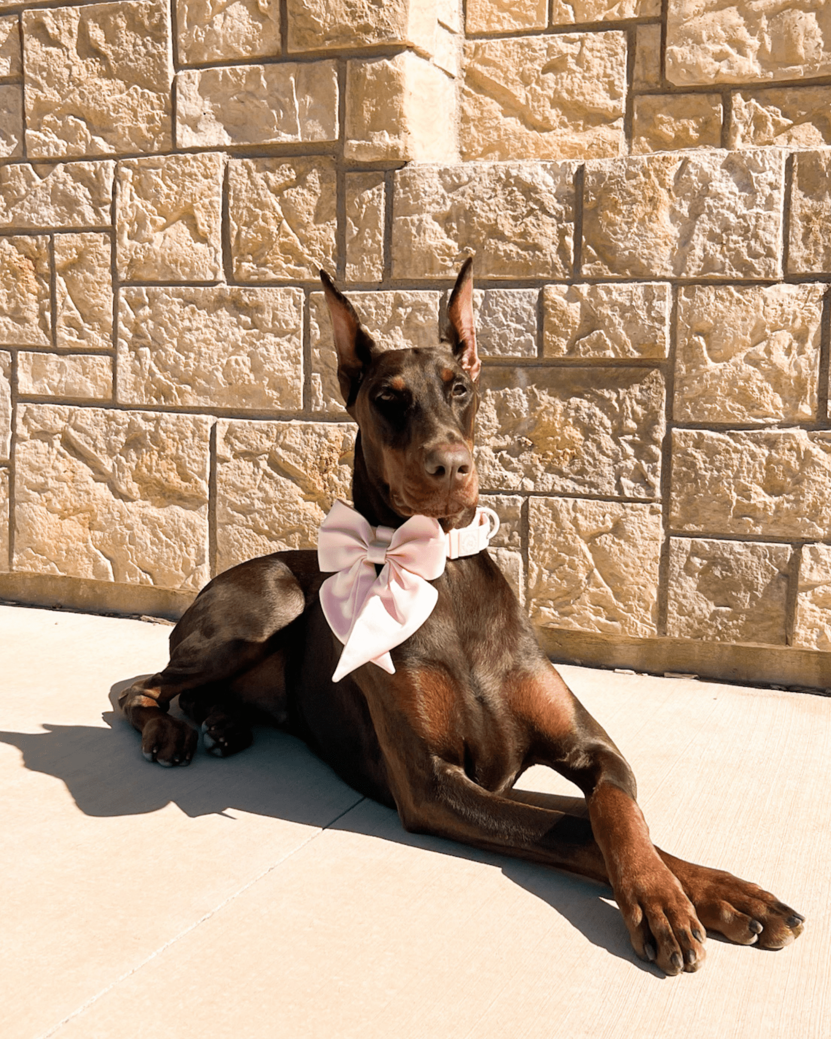 Wander! Waterproof Collar Blossom - FURRY MUSE WAN - COL - S - PN