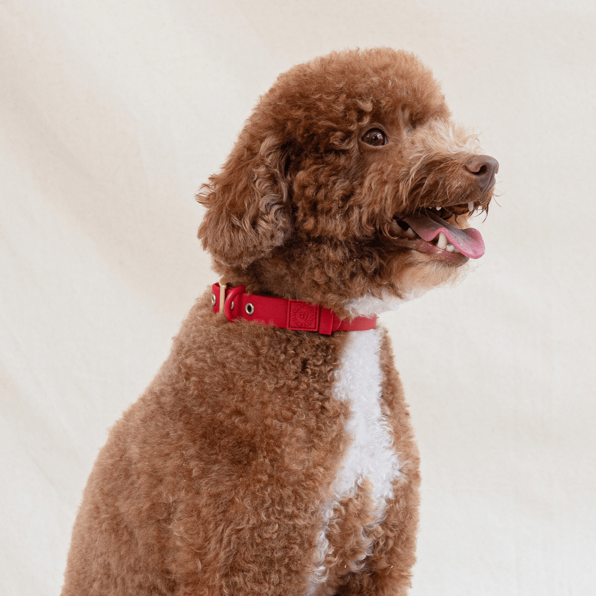 Wander! Waterproof Collar Cherry - FURRY MUSE WAN - COL - S - RD