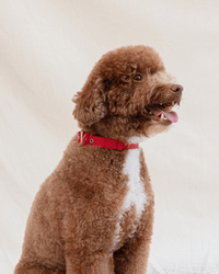 Wander! Waterproof Collar - Cherry - M / Cherry
