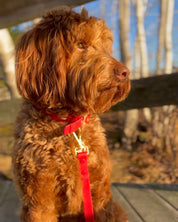 Wander! Waterproof Collar Cherry - FURRY MUSE WAN - COL - S - RD