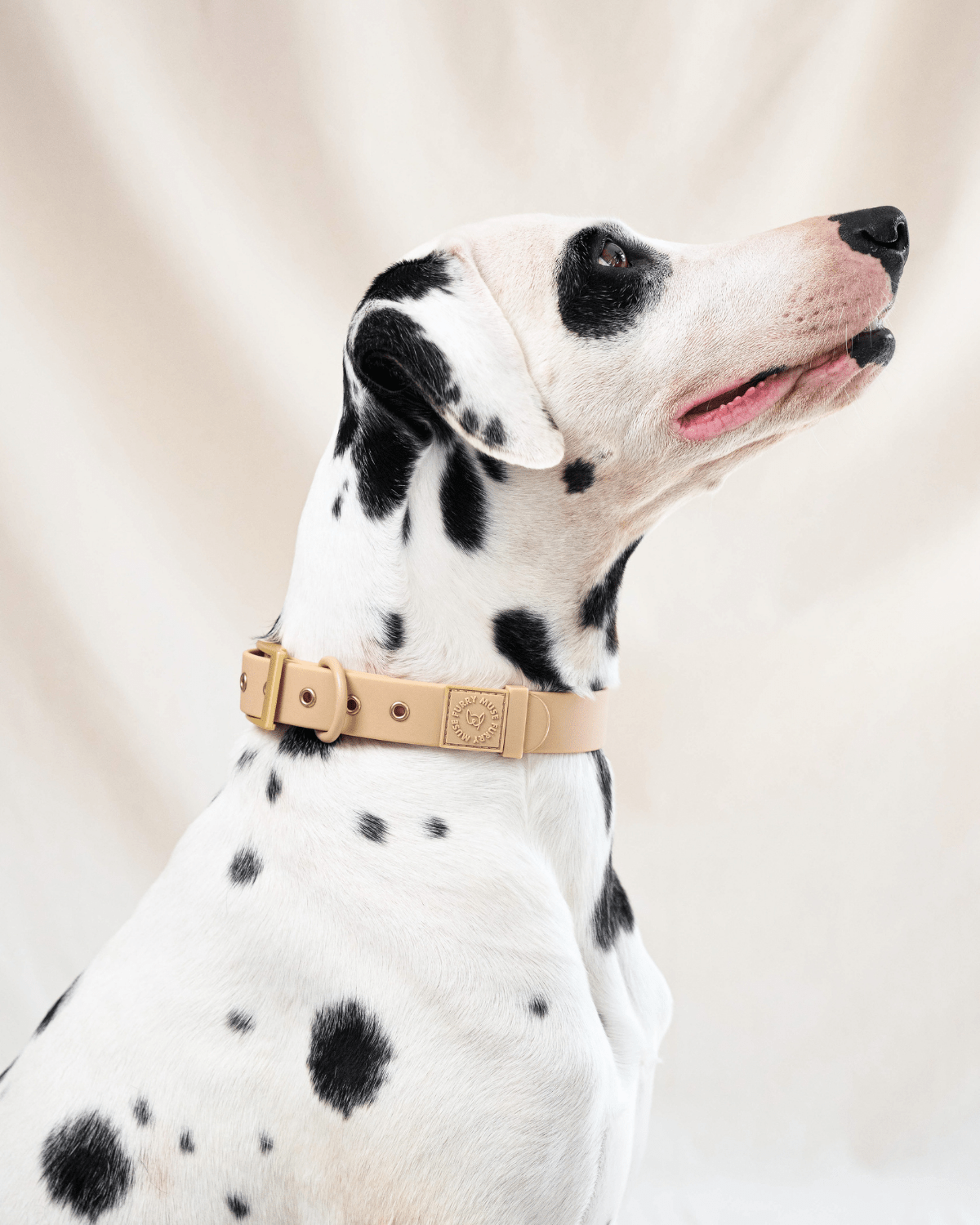 Wander! Waterproof Collar Latte - FURRY MUSE WAN - COL - S - BR