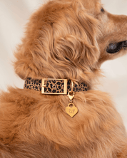 Wander! Waterproof Collar Leopard - FURRY MUSE WAN - COL - S - LEO