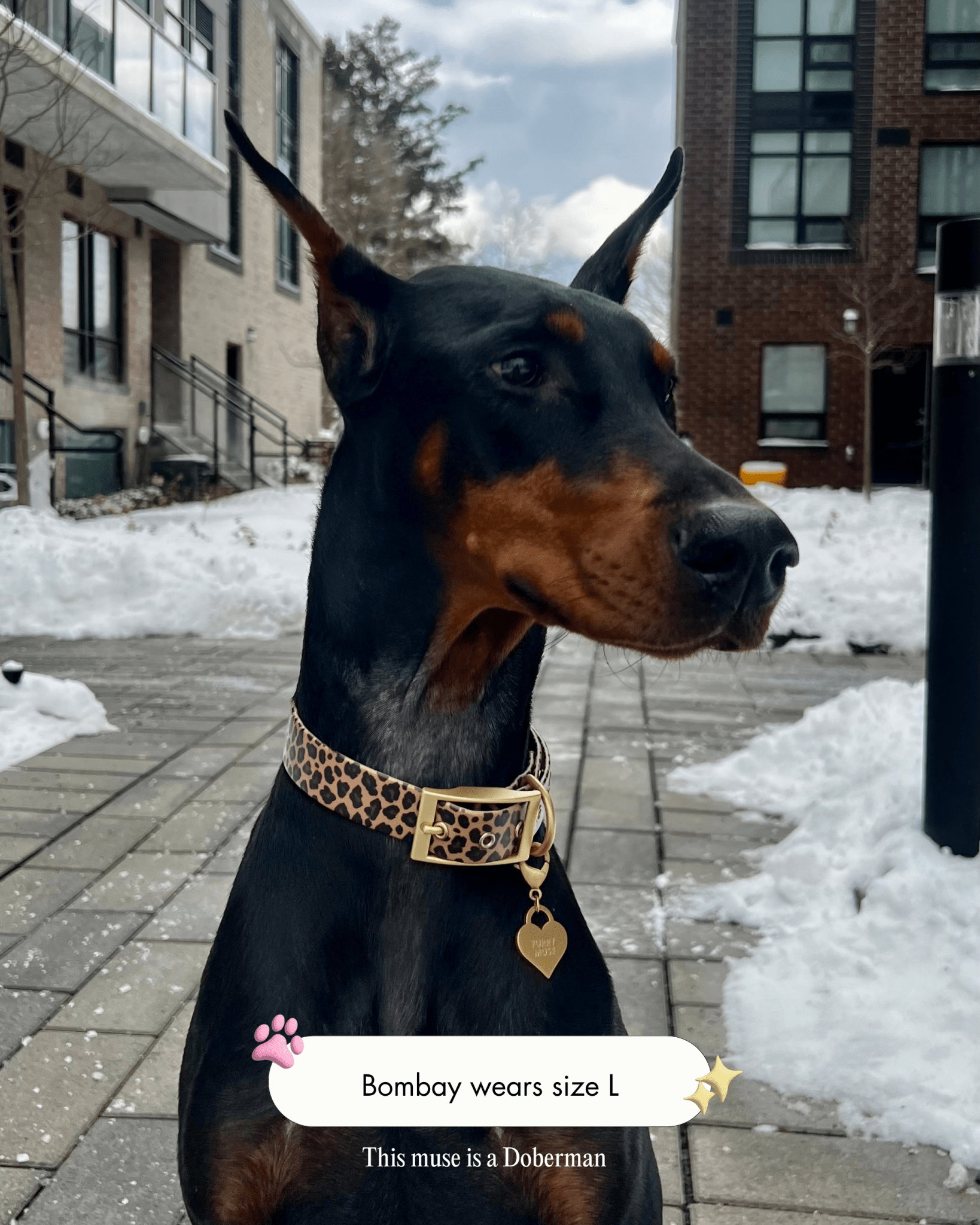 Wander! Waterproof Collar - Leopard - FURRY MUSE WAN-COL2-S-LEO