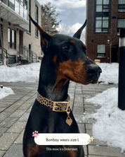 Wander! Waterproof Collar - Leopard - FURRY MUSE WAN-COL2-S-LEO