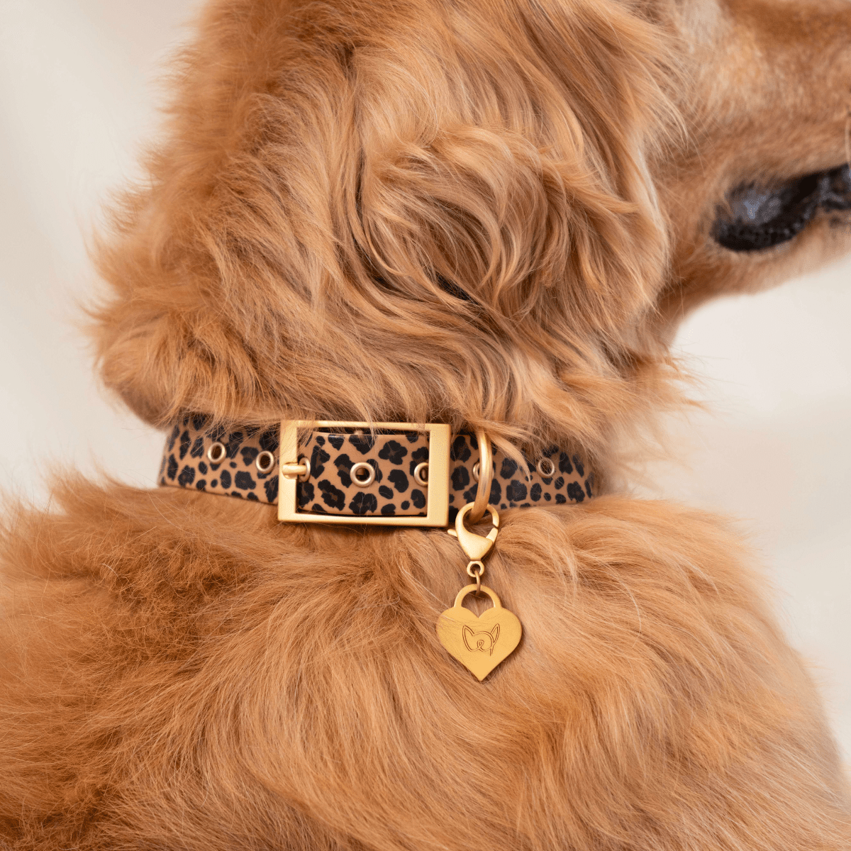 Wander! Waterproof Collar Leopard - FURRY MUSE WAN - COL - S - LEO