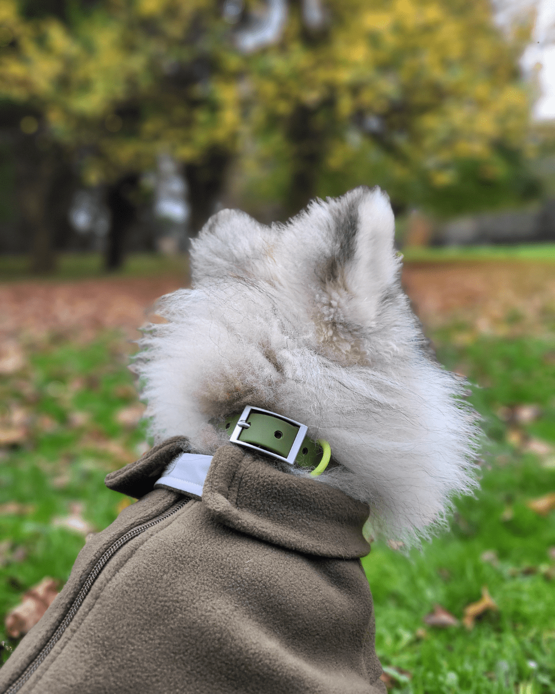 Wander! Waterproof Collar Martini - FURRY MUSE WAN - COL - S - OL