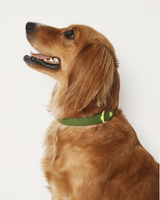 Wander! Waterproof Collar - Martini