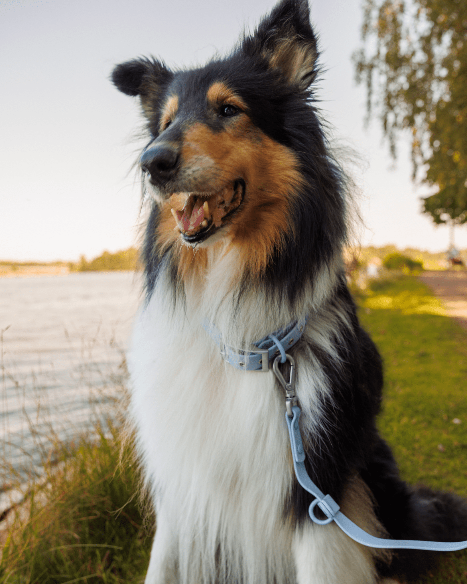 Wander! Waterproof Collar Sky - FURRY MUSE WAN - COL - S - BL