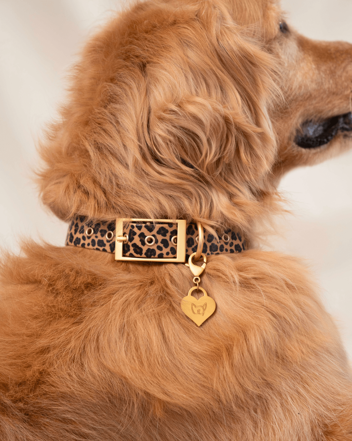 Wander! Waterproof Leopard Collar & Leash Kit - FURRY MUSE WAN - KIT - S - LEO